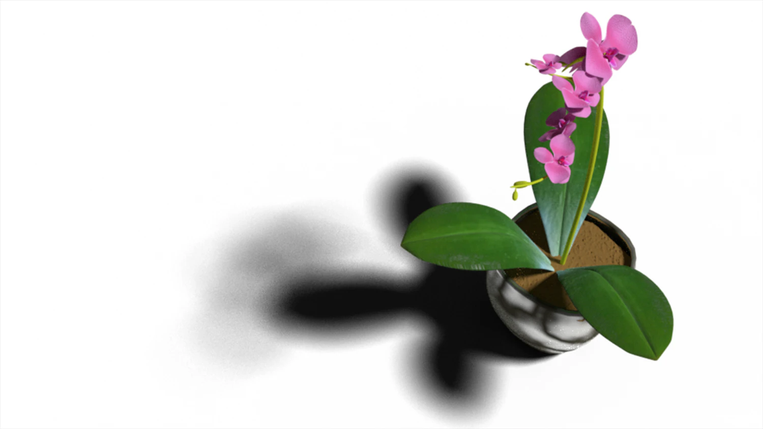 Moon orchid 3D Model .c4d .max .obj .3ds .fbx .stl .blend 