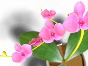 Moon orchid 3D-Modell