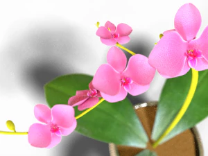 Moon orchid 3D Model