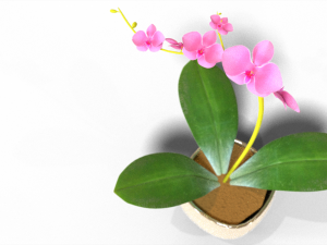 Moon orchid 3D-Modell