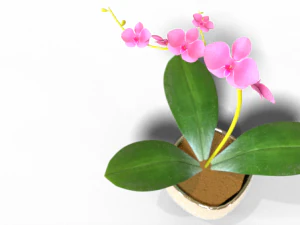 Moon orchid 3D Model