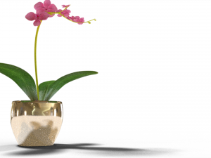 Moon orchid 3D-Modell