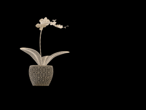 Moon orchid 3D-Modell