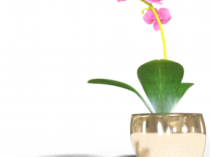 Moon orchid 3D-Modell