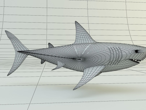 Megalodon shark model 3D-Modell
