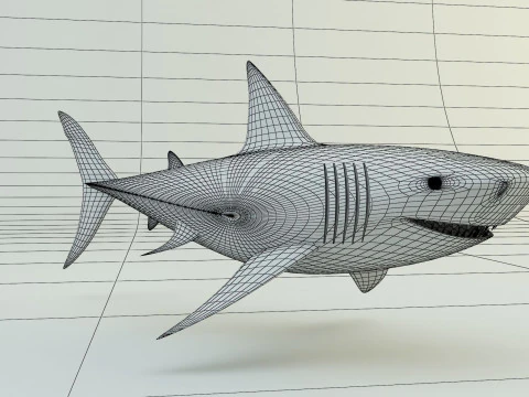 Megalodon shark model 3D Model