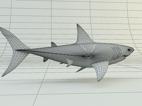 Megalodon shark model 3D-Modell