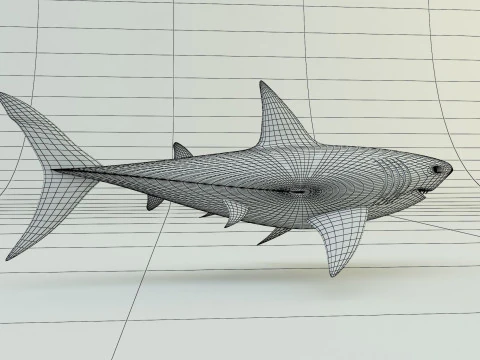 Megalodon shark model 3D Model