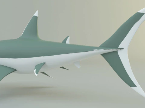 Megalodon shark model 3D Model