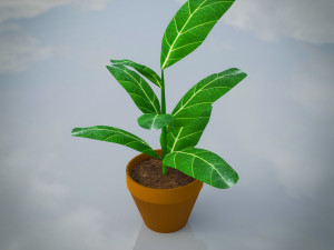 Indoor Plants Lowpoly Pack 3D Model
