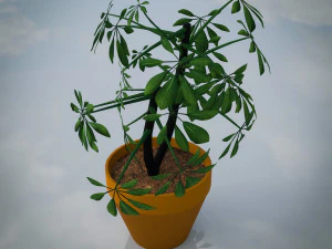 Indoor Plants Lowpoly Pack 3D Model