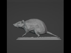 Rat 3D Print Model