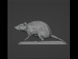 Rat 3D Print Model