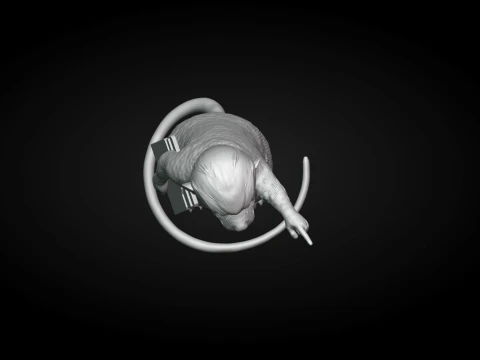 Rat Holding a File 3D Print Model