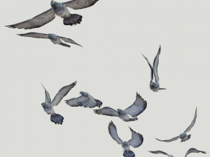 BIRDS 3D मॉडल
