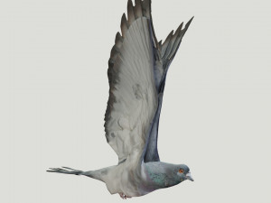 BIRDS 3D मॉडल