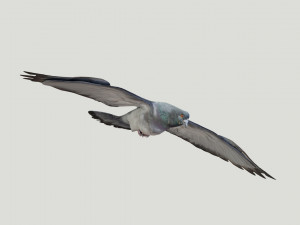 BIRDS 3D मॉडल