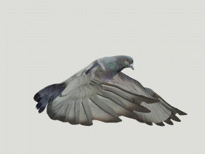 BIRDS 3D मॉडल