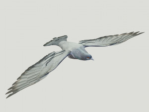 BIRDS 3D मॉडल