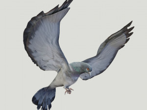 BIRDS 3D मॉडल