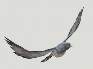 BIRDS 3D मॉडल