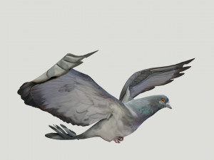 BIRDS 3D मॉडल
