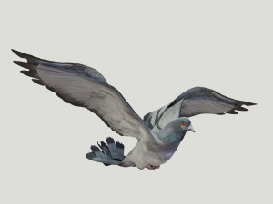 BIRDS 3D मॉडल