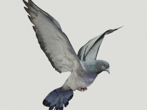 BIRDS 3D मॉडल