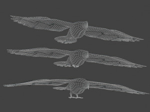 BIRDS 3D मॉडल