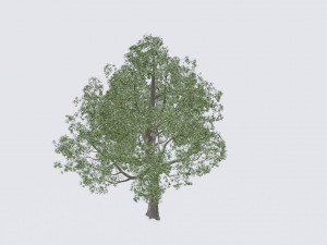 seasonal pack of trees 3D Модель