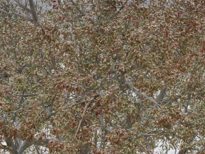 seasonal pack of trees 3D Model