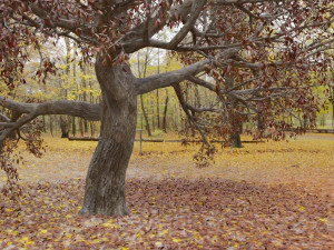 seasonal pack of trees 3D Model