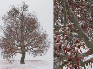 seasonal pack of trees 3D Model