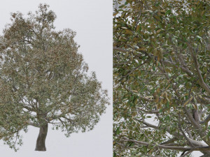 seasonal pack of trees Modelo 3D