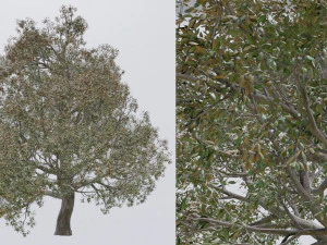seasonal pack of trees 3D Model