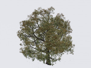 seasonal pack of trees Modelo 3D