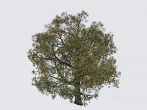 seasonal pack of trees 3D Model