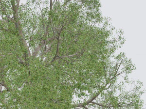 seasonal pack of trees 3D Model