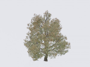 seasonal pack of trees Modelo 3D