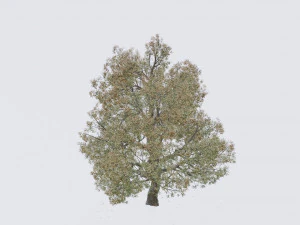 seasonal pack of trees 3D Model