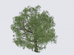 seasonal pack of trees Modelo 3D