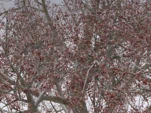 seasonal pack of trees Modelo 3D