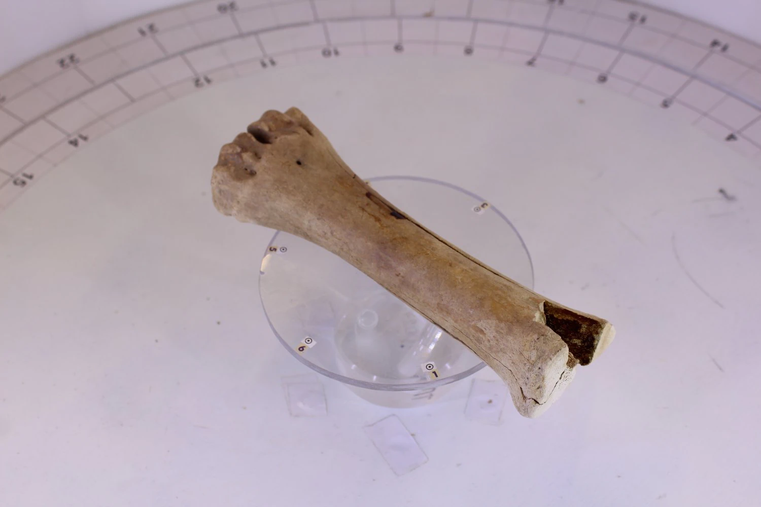 bone 3D Model .c4d .max .obj .3ds .fbx .stl .blend 
