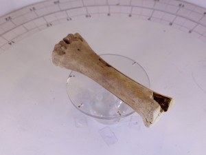 bone 3D मॉडल