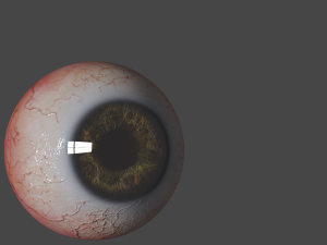 Eyes 3D Model