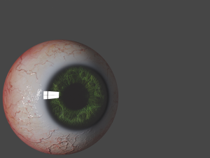 Eyes 3D Model