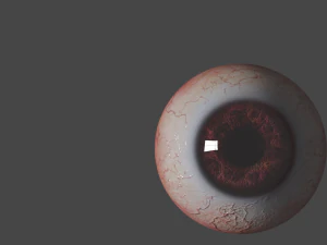 Eyes 3D Model
