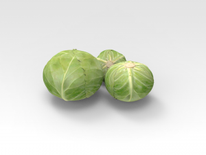 Cabbage Model 3D