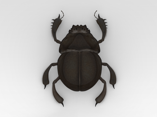 Scarab 3D 모델 .c4d .max .obj .3ds .fbx .stl .blend 