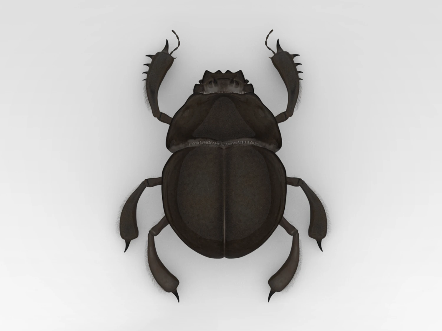 Scarab 3D Model .c4d .max .obj .3ds .fbx .stl .blend